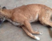 Animal Abuse Madhavarpuri Colony